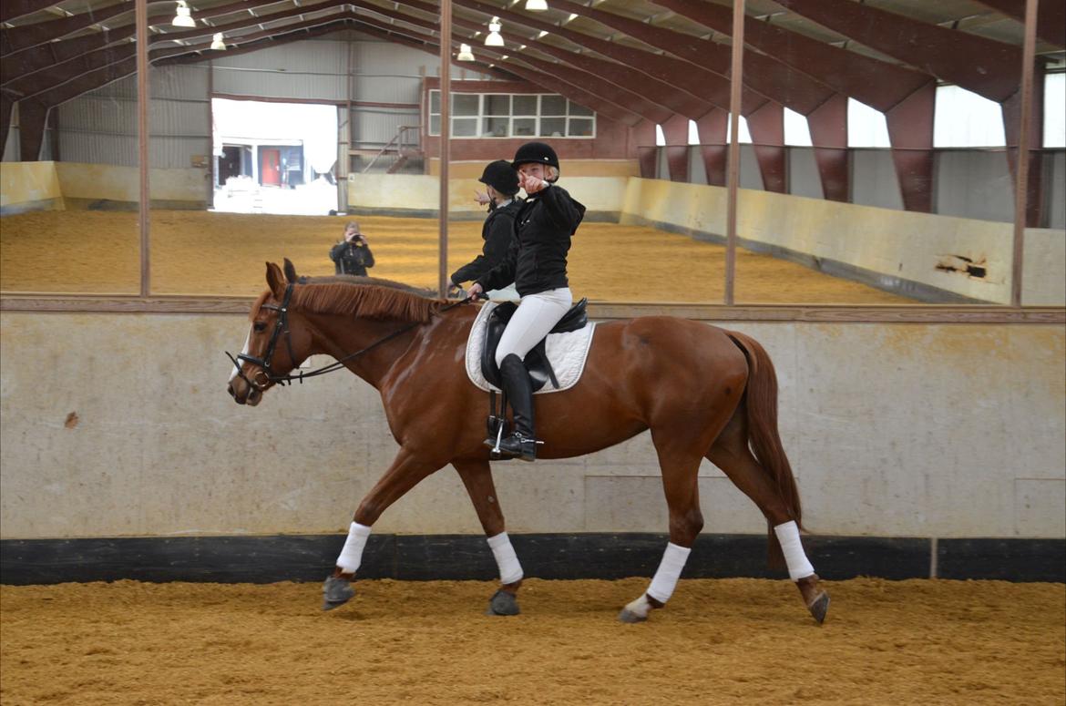 Dansk Varmblod Le'Qua billede 11