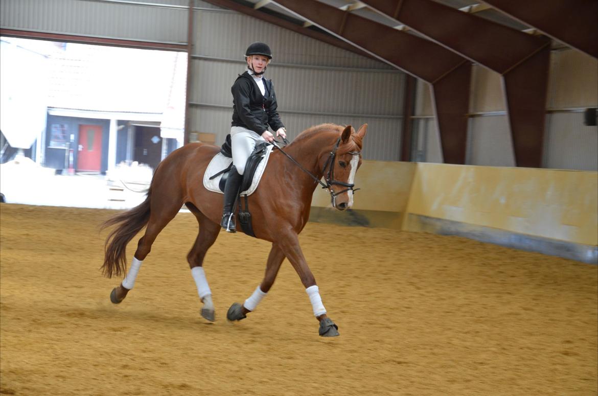 Dansk Varmblod Le'Qua billede 12