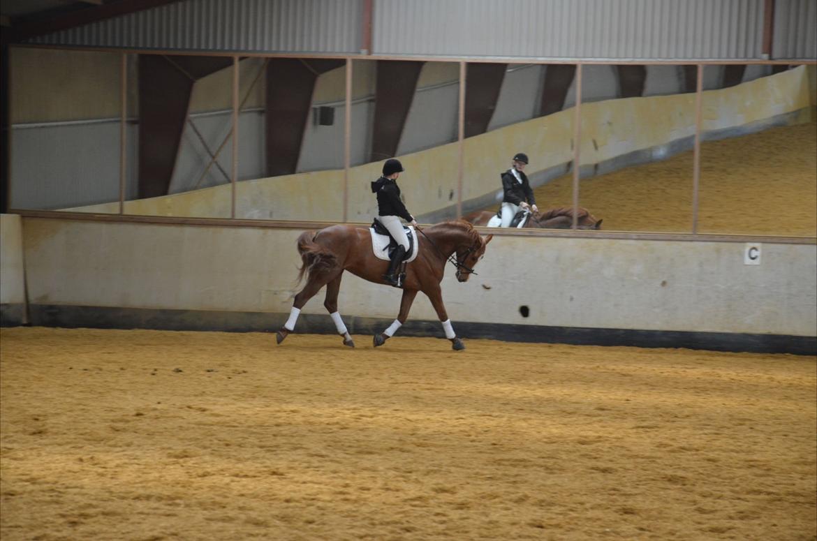 Dansk Varmblod Le'Qua billede 13