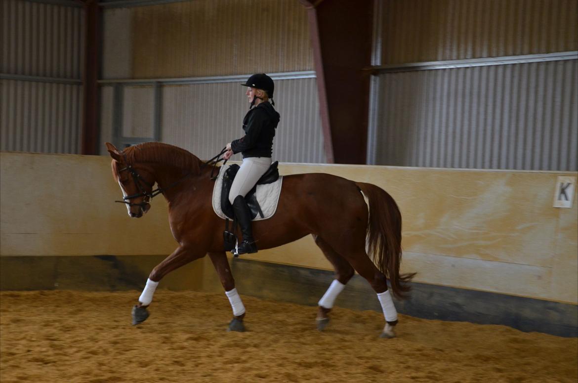 Dansk Varmblod Le'Qua billede 14