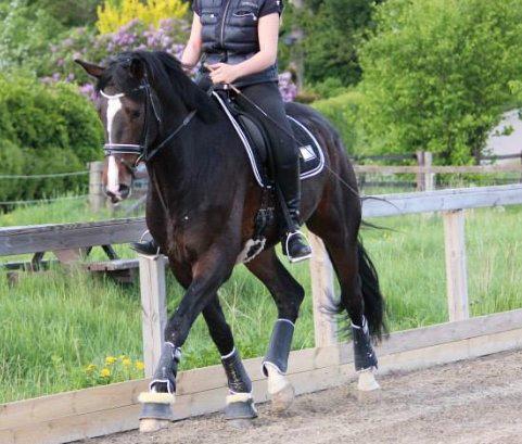 Dansk Varmblod Capa's Don Marchello billede 5