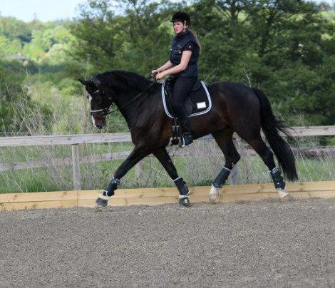 Dansk Varmblod Capa's Don Marchello billede 7