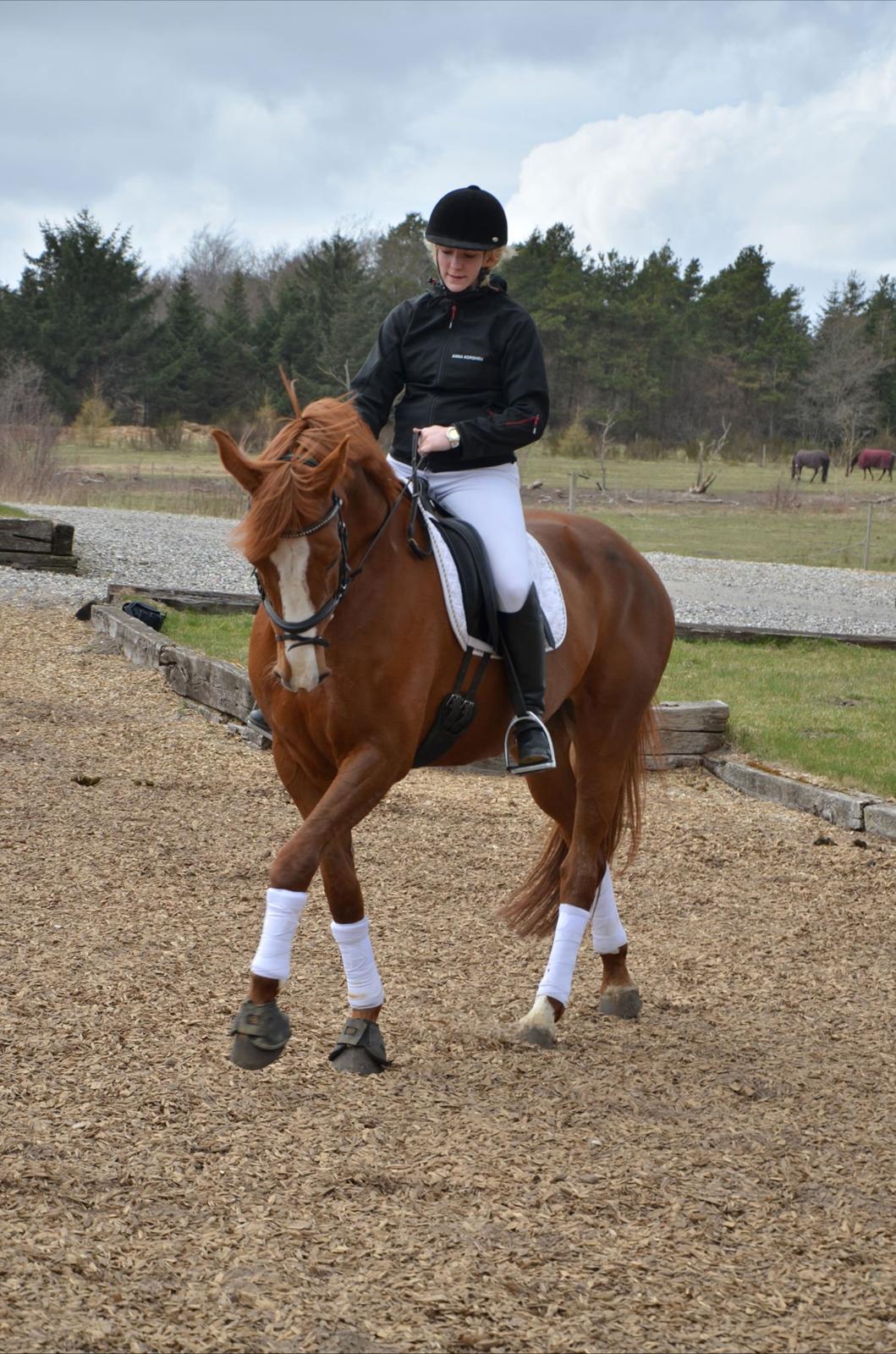 Dansk Varmblod Le'Qua billede 16