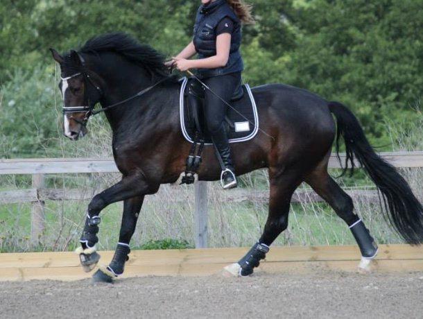 Dansk Varmblod Capa's Don Marchello billede 12