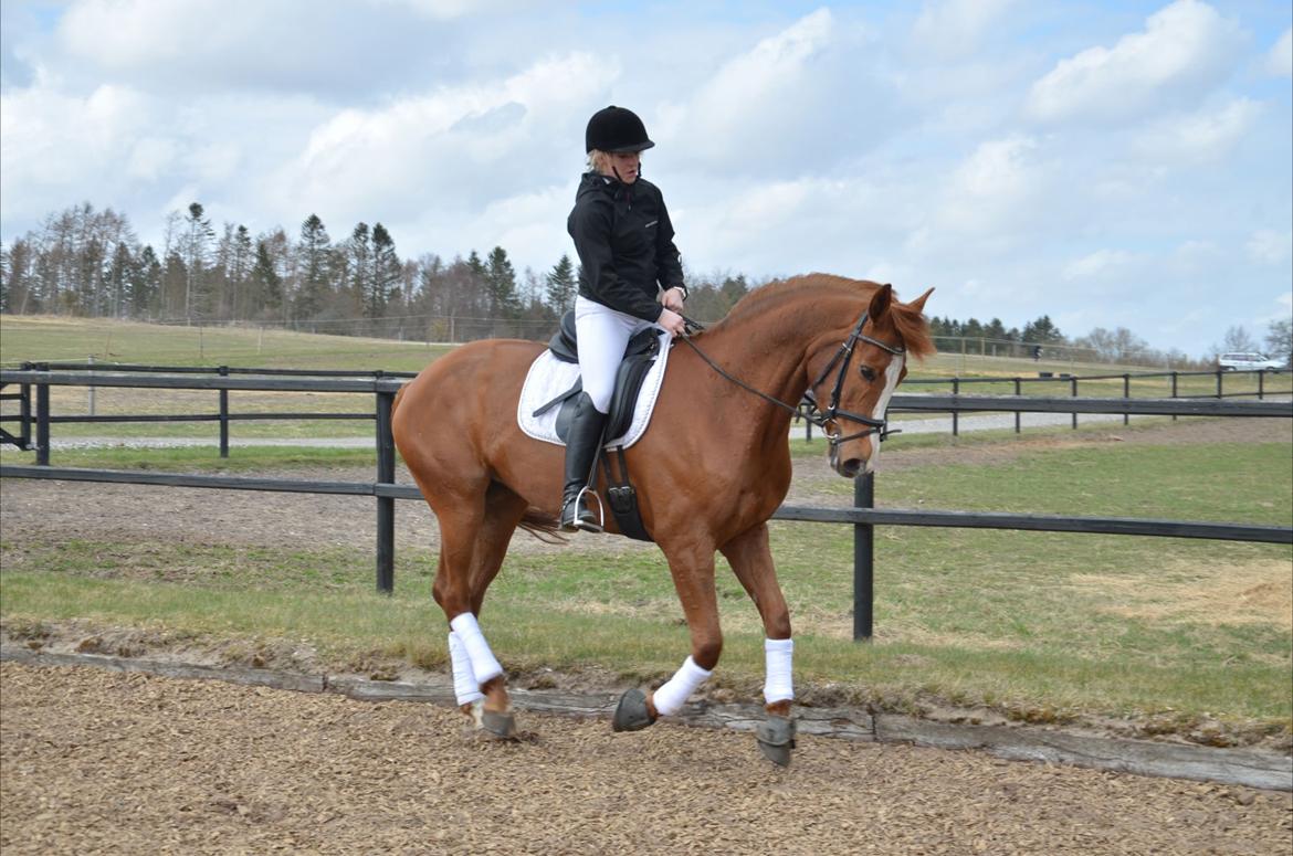 Dansk Varmblod Le'Qua billede 17