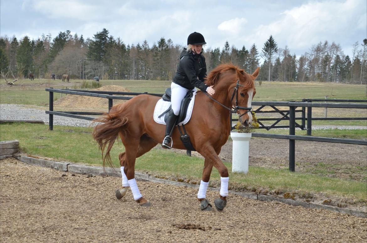 Dansk Varmblod Le'Qua billede 18