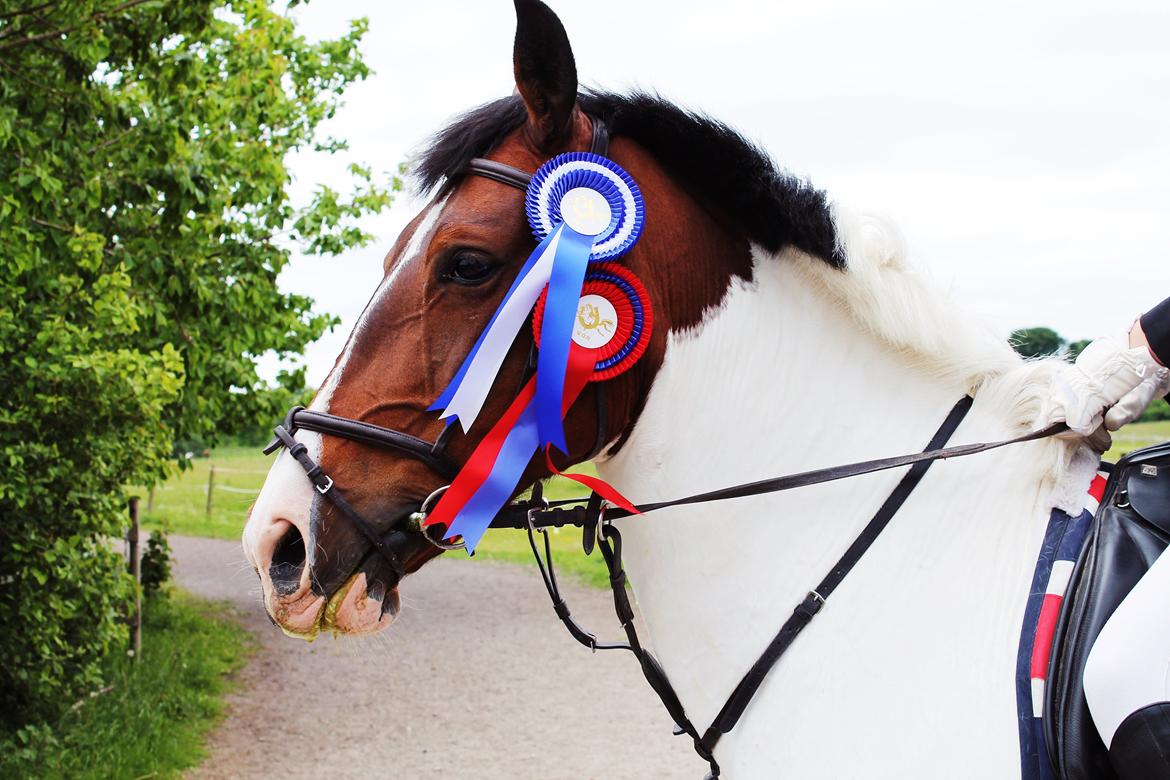 Pinto Cianette (Cia) - Er sku stolt af min fede dressurhest!<3 har haft hende i en uge!<3 fejlfri i begge runder<3 billede 11