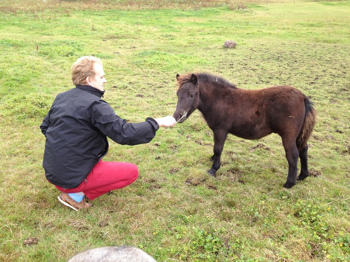 Shetlænder Tusindfryds Juwel billede 3