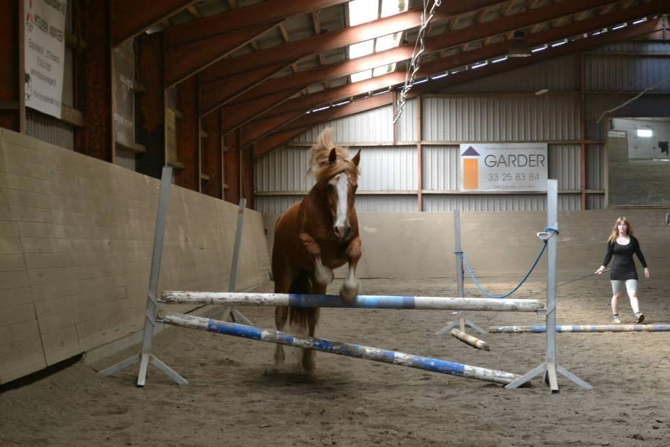 Welsh Cob (sec D) Whitesocks(Sokke) - løs springning

foto katja billede 7