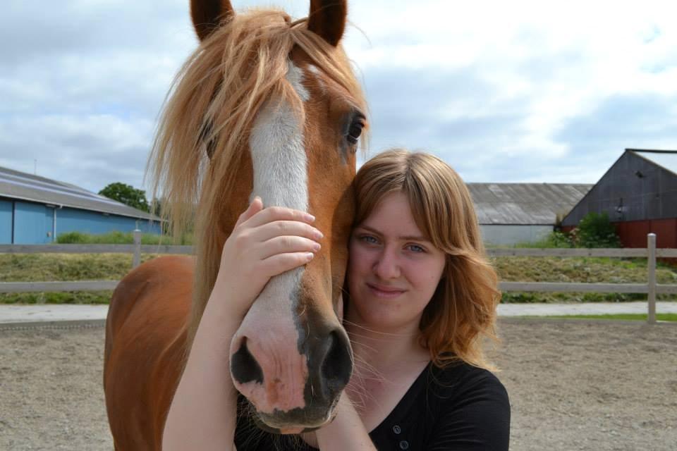 Welsh Cob (sec D) Whitesocks(Sokke) - mit skønne dyr <3 
foto: katja billede 6