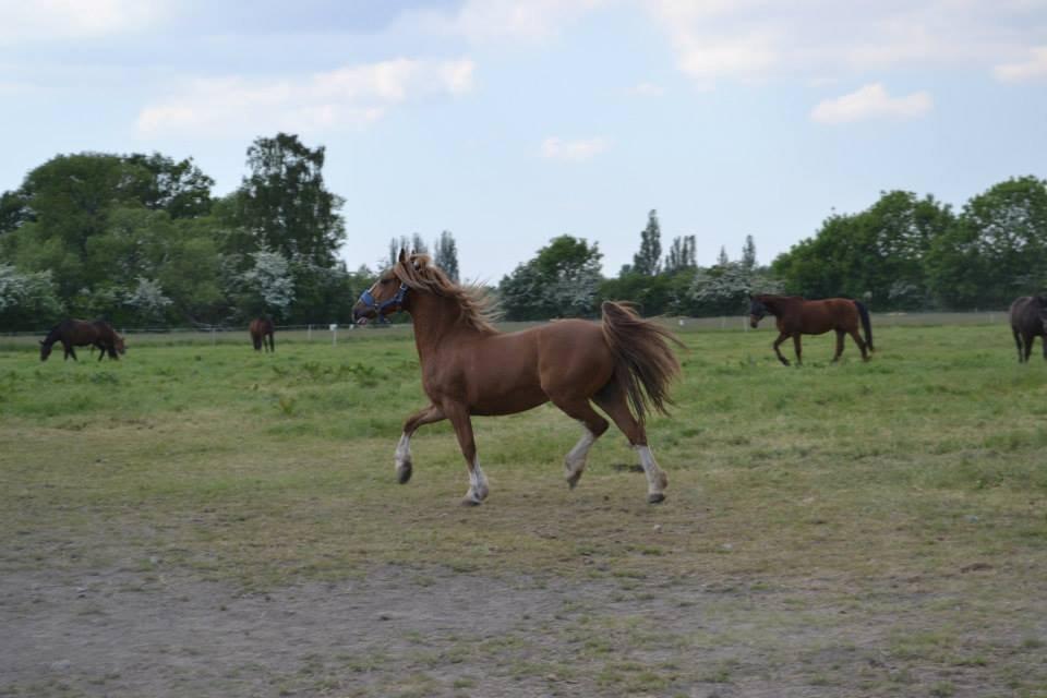 Welsh Cob (sec D) Whitesocks(Sokke) - lækre hest <3

foto: katja billede 17