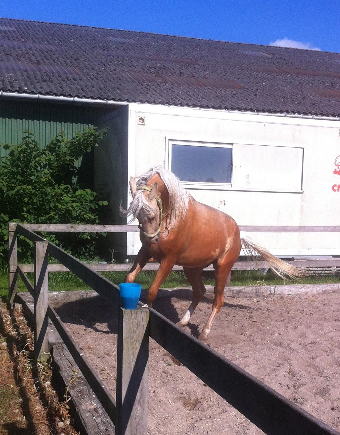 Palomino MiTho's Daywalker - Efter Daywalkers første bad, fik han lov til at hygge sig lidt på dressurbanen :D billede 15