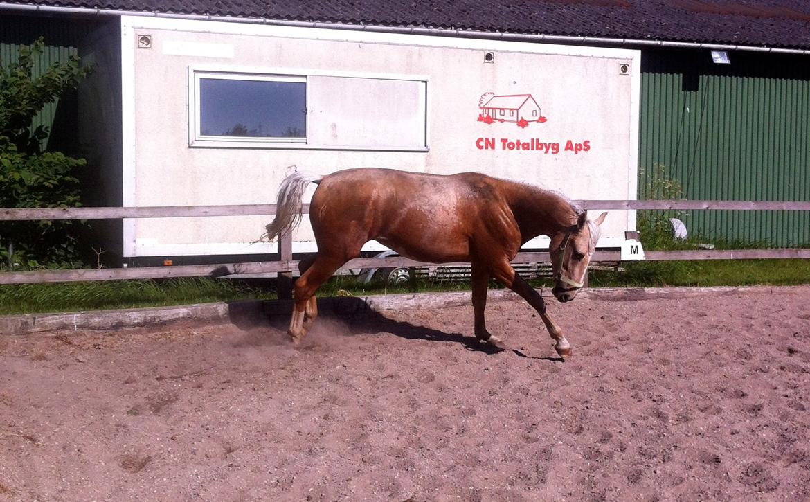 Palomino MiTho's Daywalker billede 16