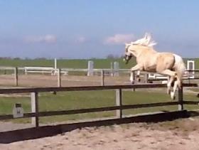 Palomino MiTho's Daywalker - Det var vist ikke meningen :S billede 19