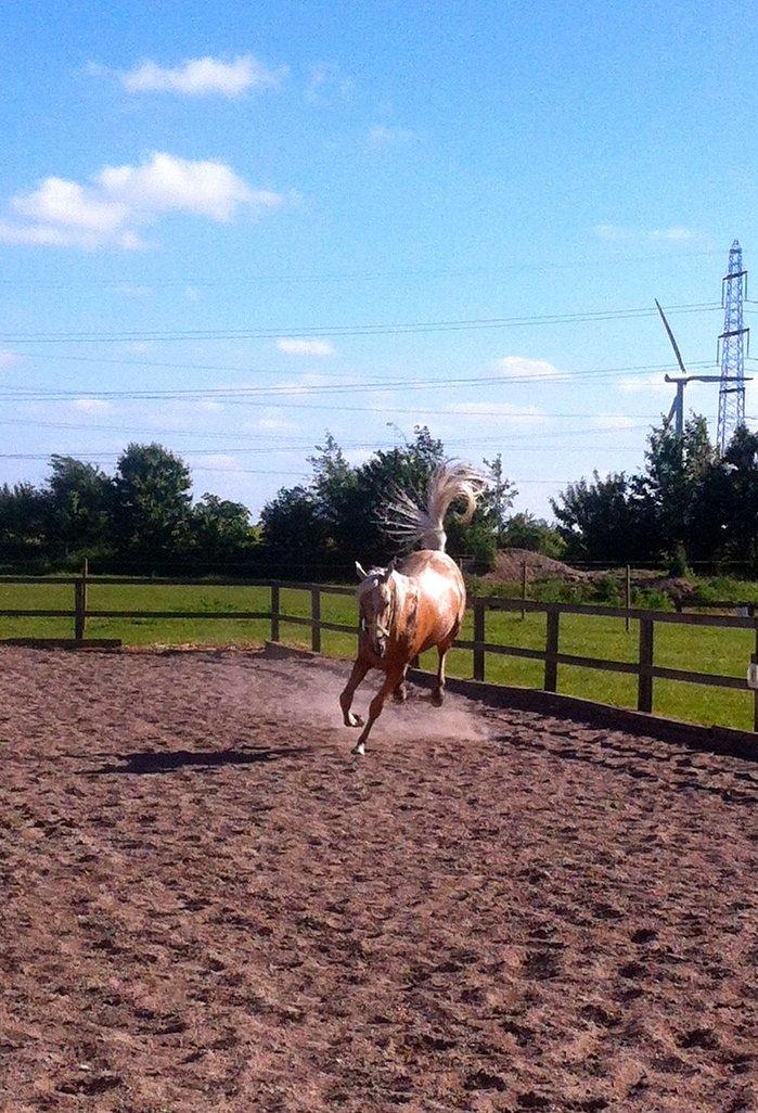 Palomino MiTho's Daywalker billede 20