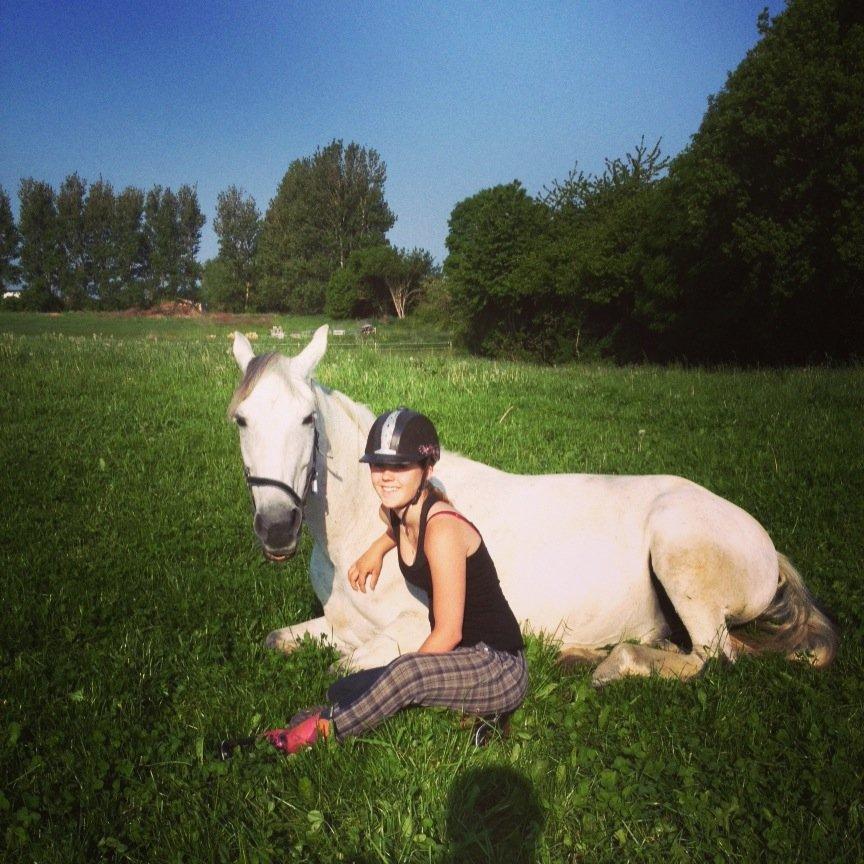 Andalusier Django billede 1