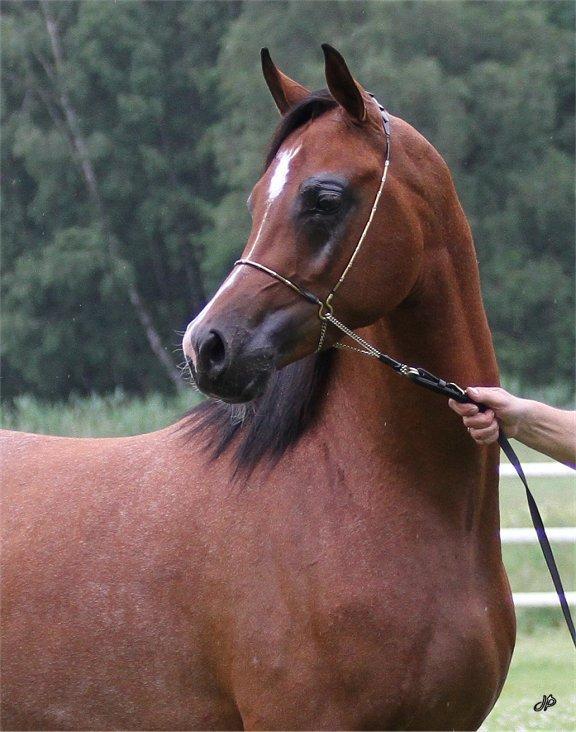 Arabisk fuldblod (OX) TU Shadam - Foto : Jani Pedersen billede 1