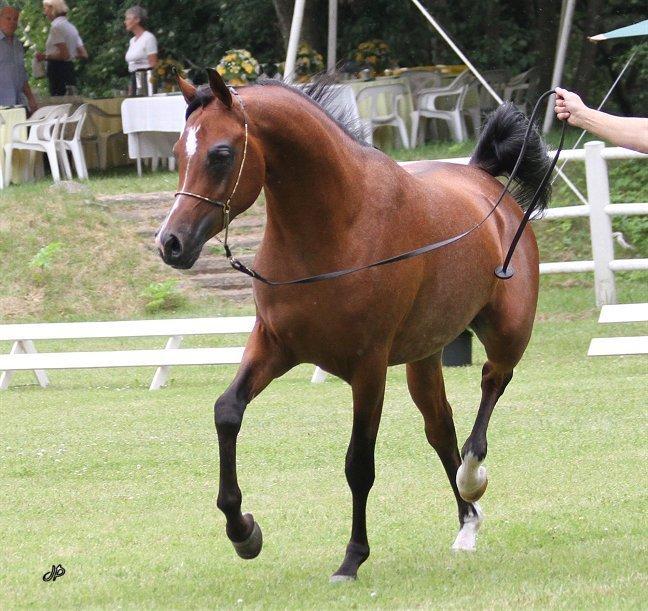Arabisk fuldblod (OX) TU Shadam - Foto : Jani Pedersen billede 4