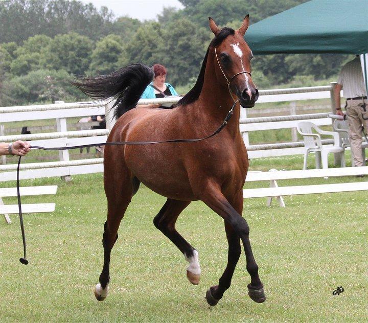 Arabisk fuldblod (OX) TU Shadam - Foto : Jani Pedersen billede 5