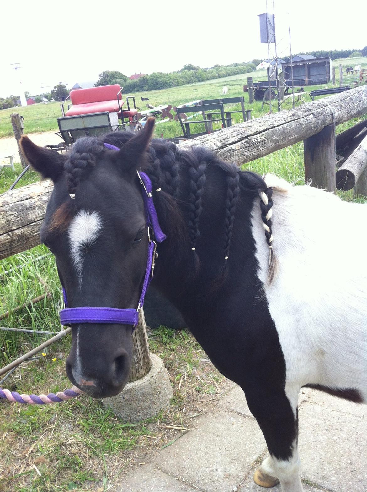 Shetlænder Bella Donna billede 2