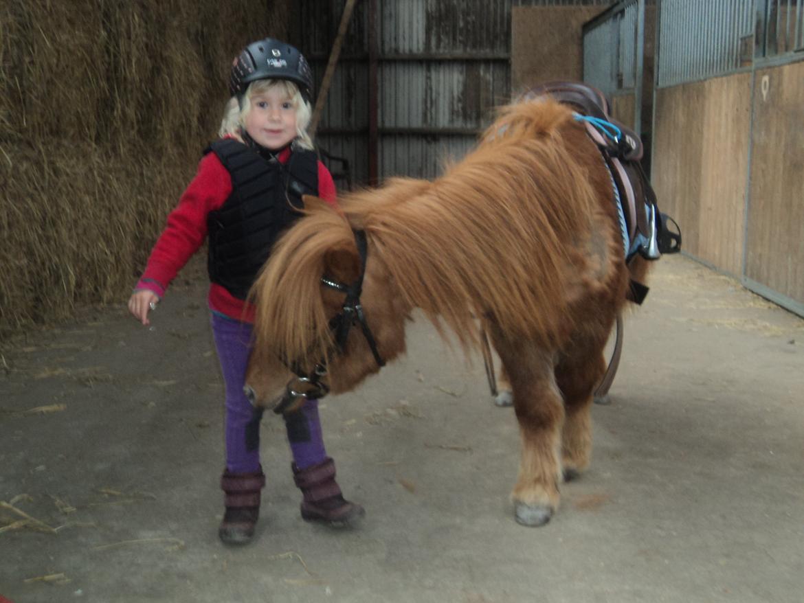 Shetlænder Isabella - men ingen af dem har tålmodighed til at stå stille billede 8