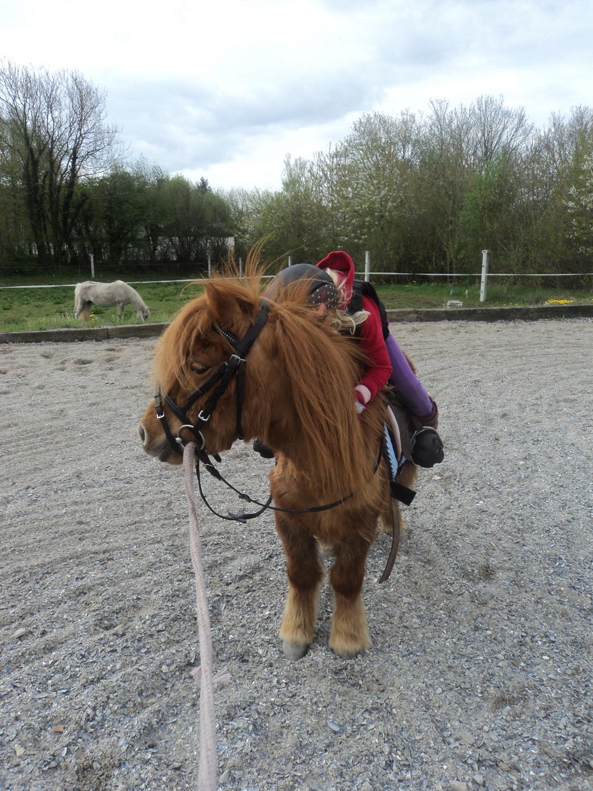 Shetlænder Isabella - Mange kram billede 9