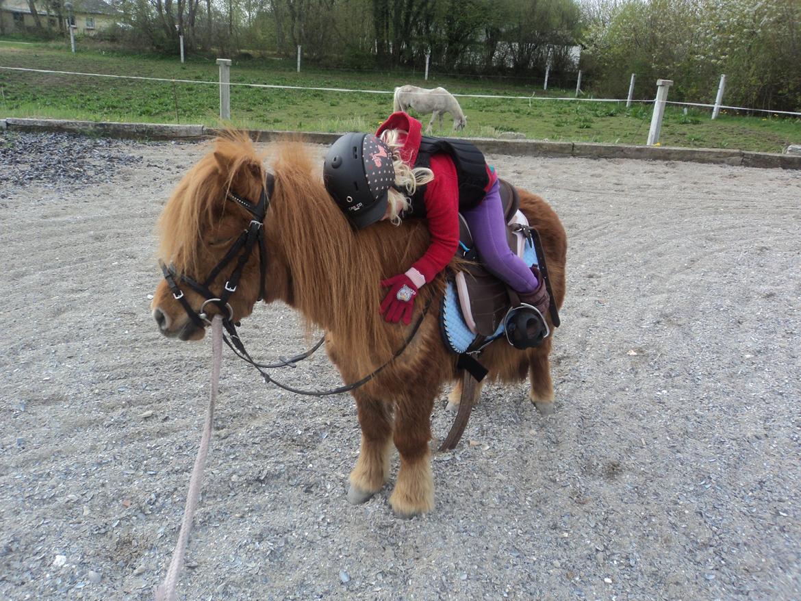 Shetlænder Isabella - Rebecka giver Isabella et stort kram billede 10