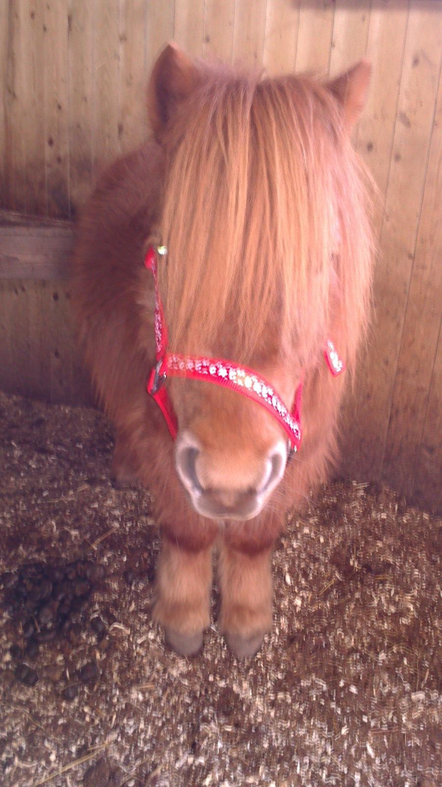 Shetlænder Isabella - Første gang jeg så Isabella.. billede 1