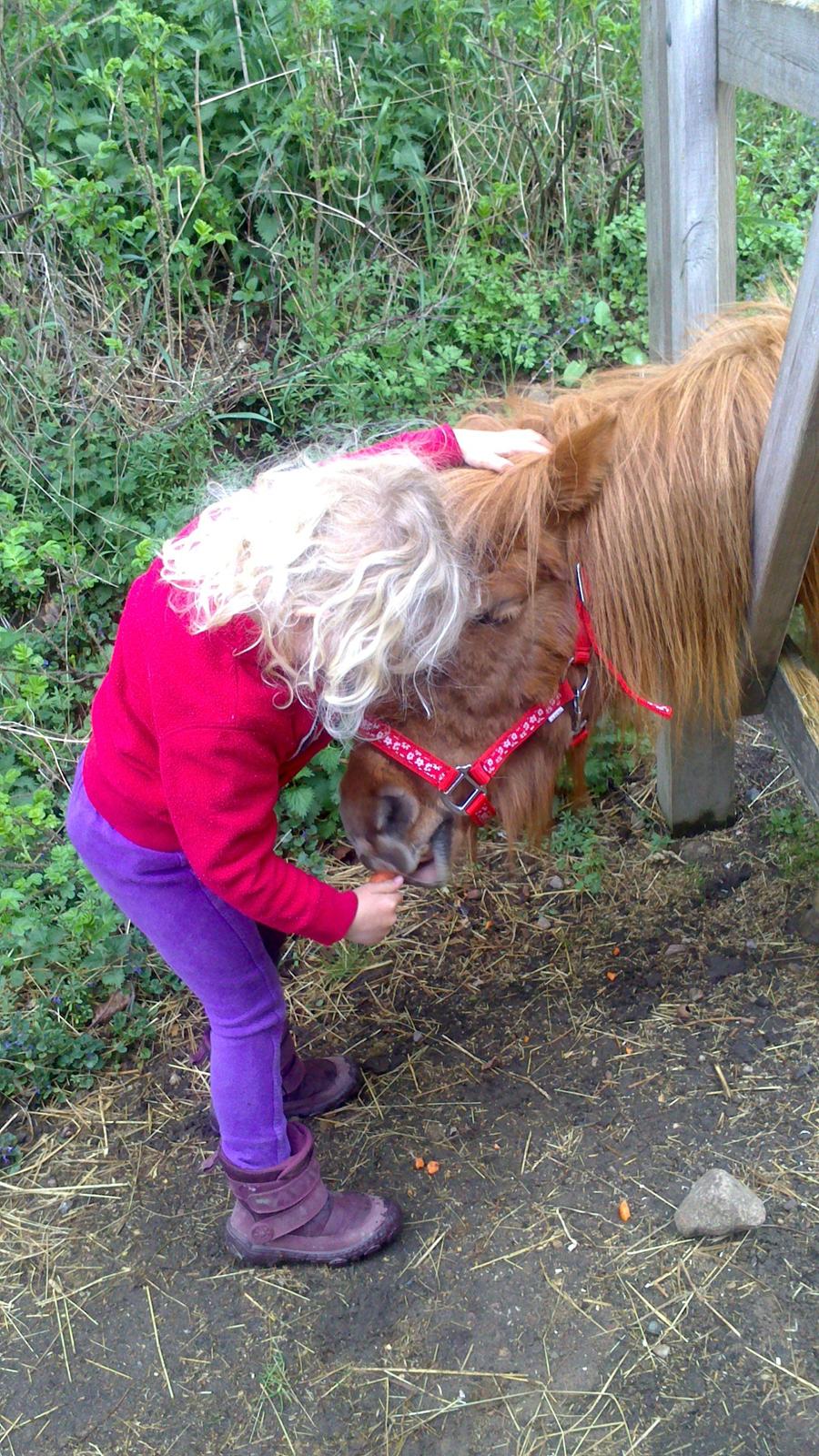 Shetlænder Isabella - Deres første møde: Rebecka bestikker Isabella og det virker;) billede 3