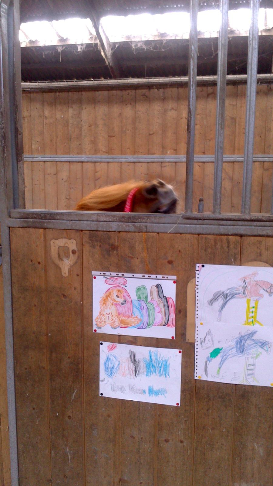 Shetlænder Isabella - Da hun kom hjem til os fik hun en lidt stor boks, meen man kunne da lige se over billede 4