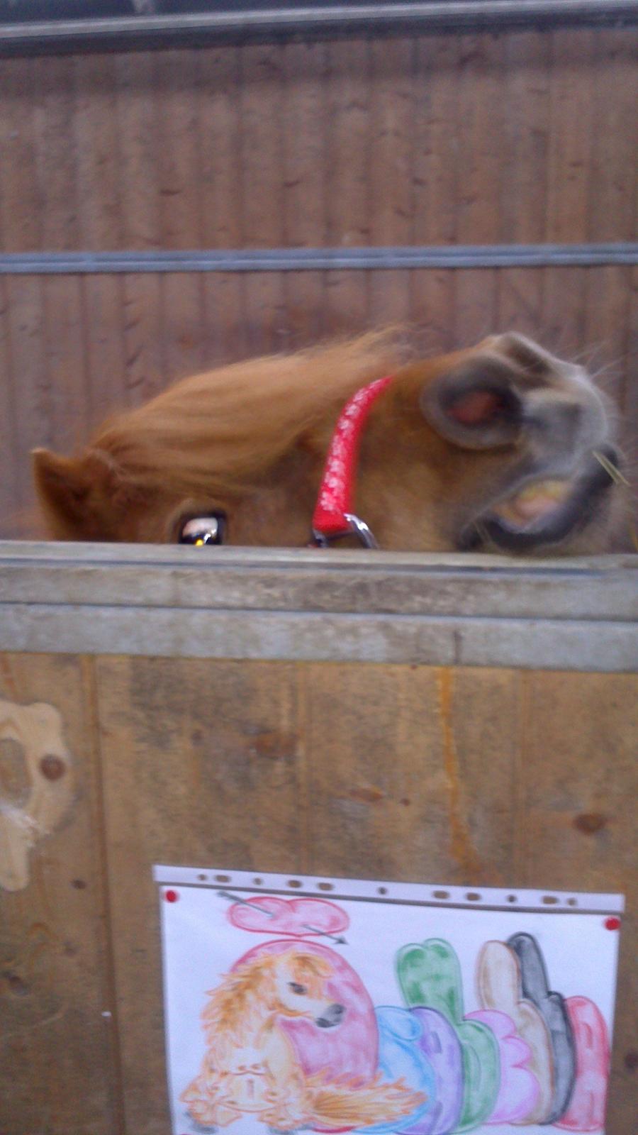 Shetlænder Isabella - Halloo billede 5