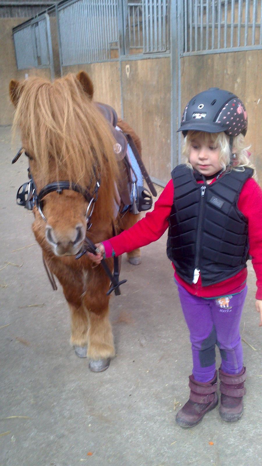 Shetlænder Isabella - hvor er I flotte billede 7