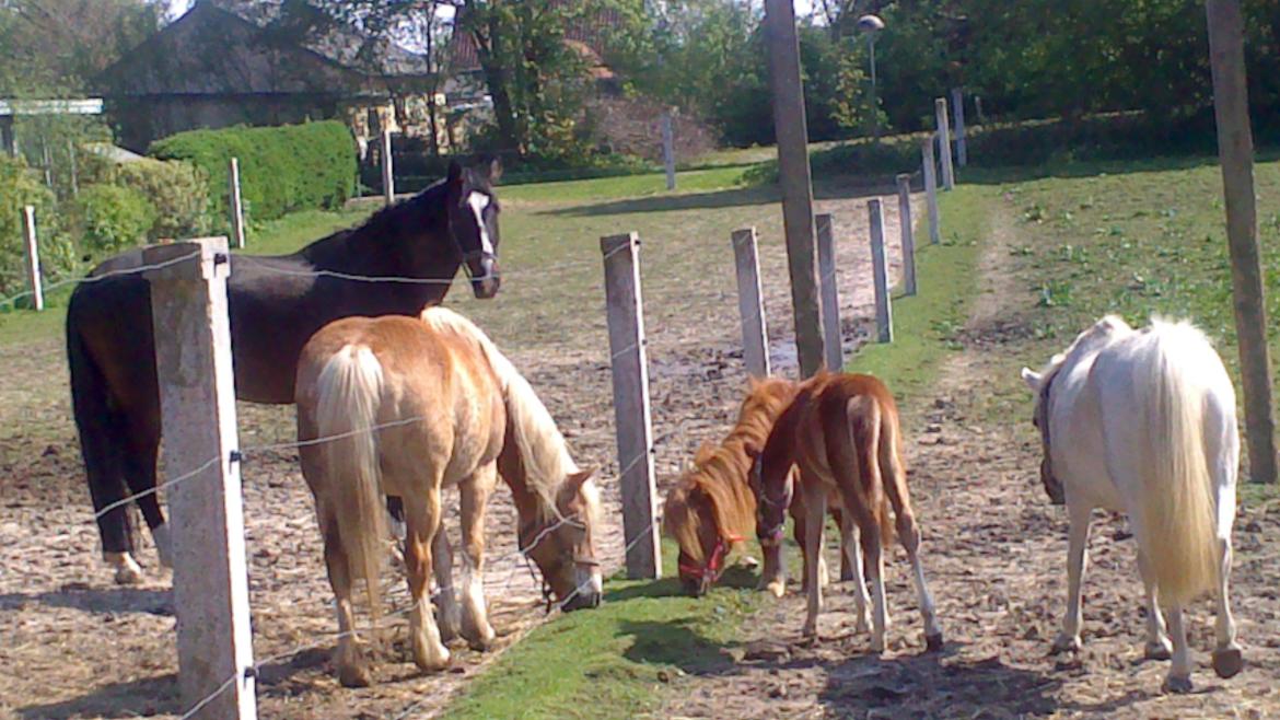 Shetlænder Isabella - 1 gang på fold, naboerne er svært interesseret billede 12