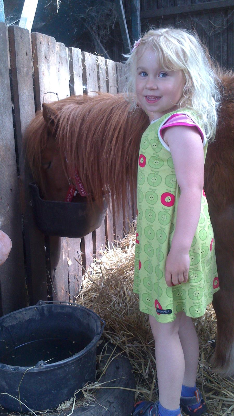 Shetlænder Isabella billede 14