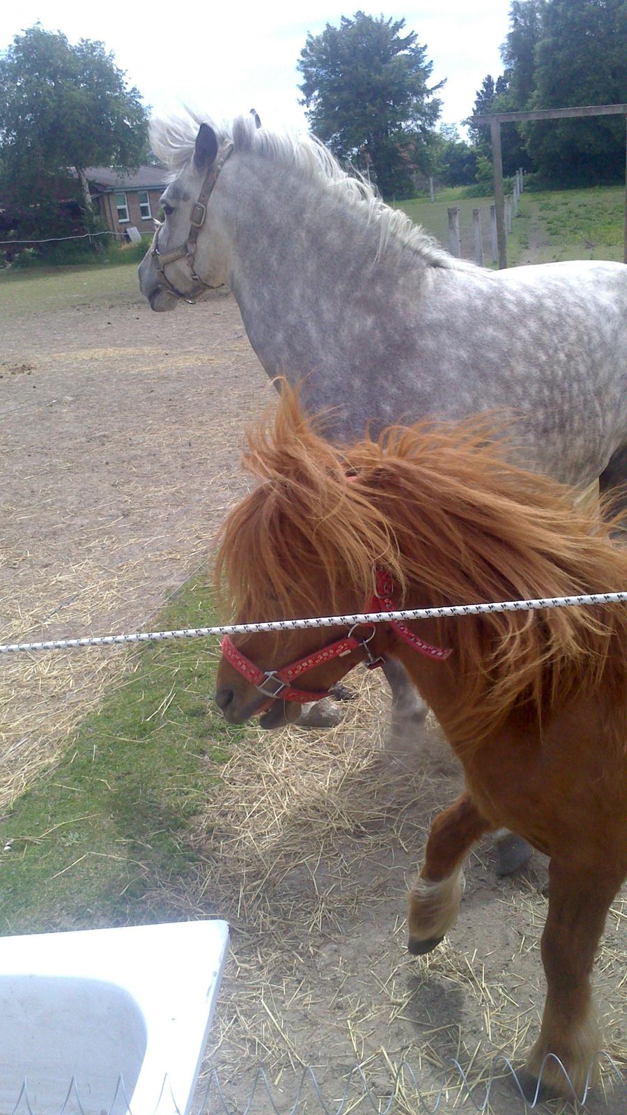 Shetlænder Isabella - væk med dig billede 15