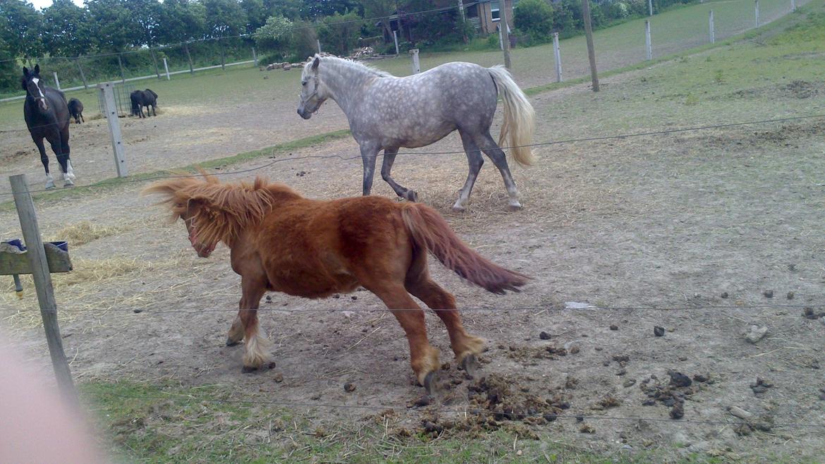 Shetlænder Isabella - hun er bossen billede 16