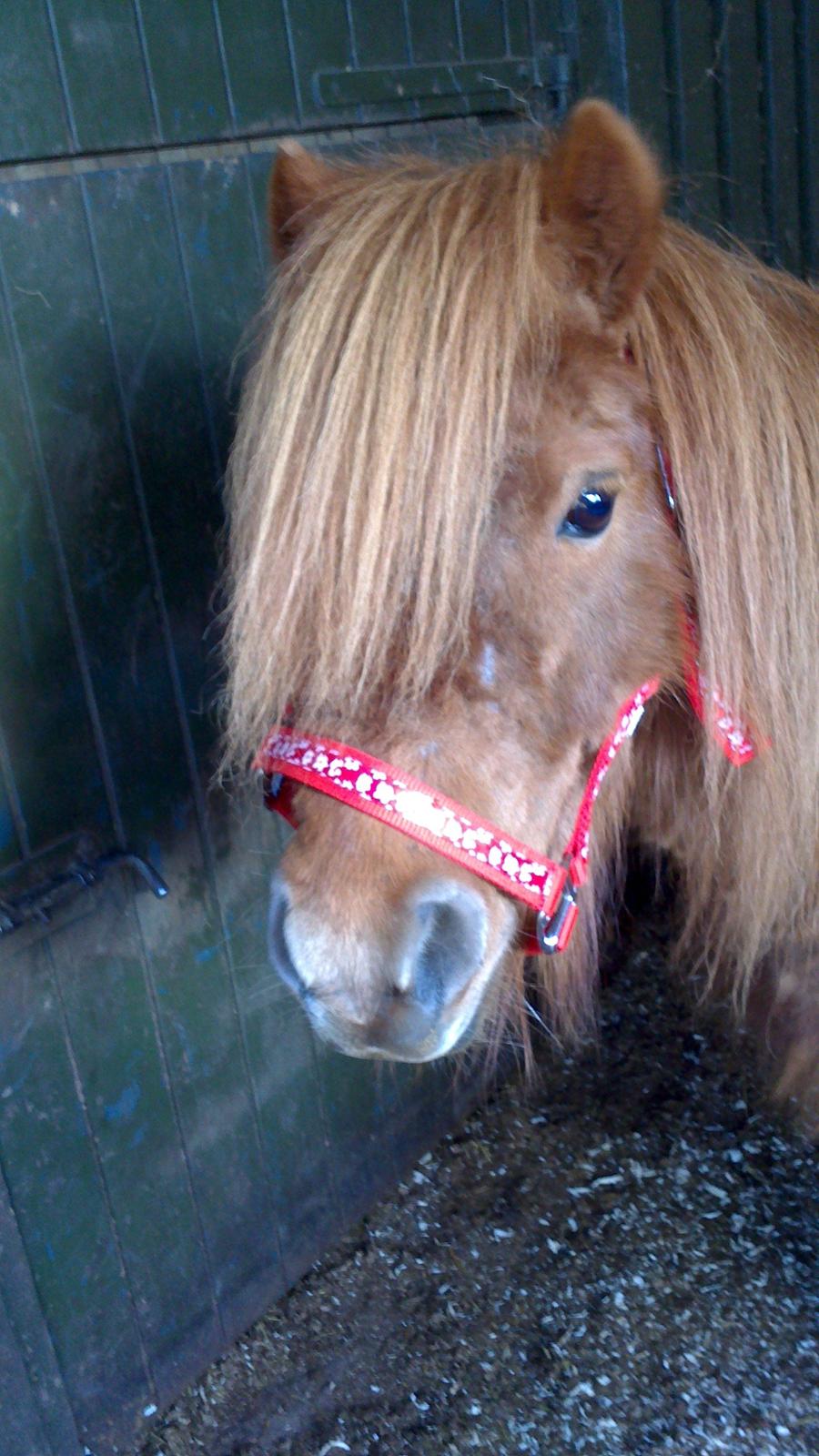 Shetlænder Isabella - supersød pige billede 2