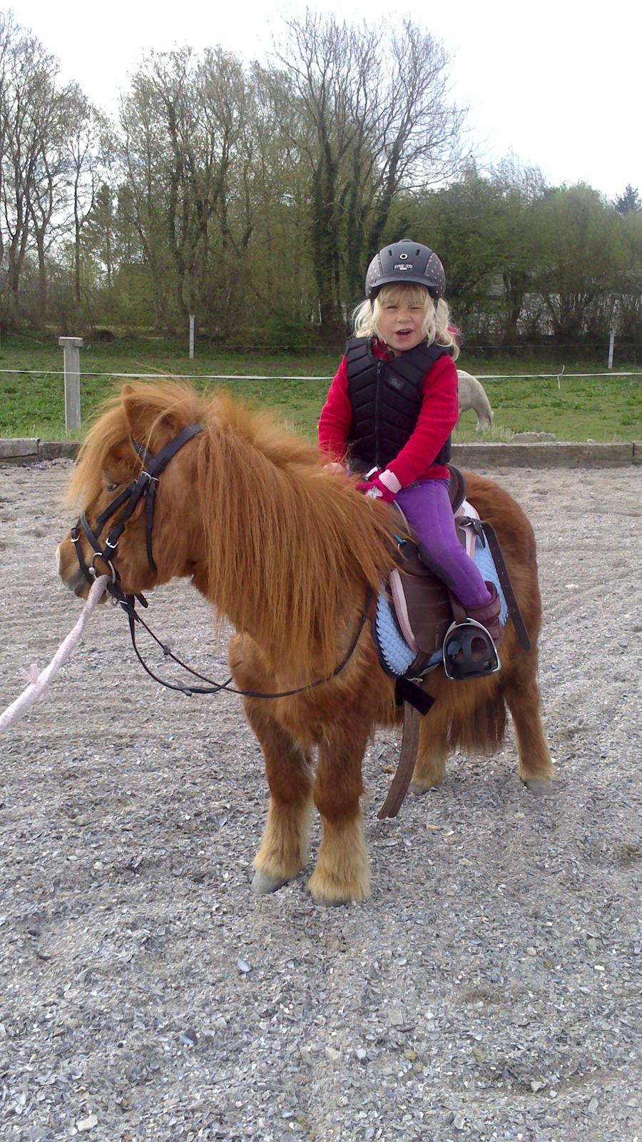 Shetlænder Isabella - Et godt makkerpar billede 11