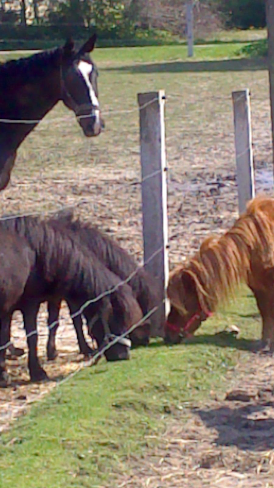 Shetlænder Isabella - aha nogen på samme størrelse billede 13