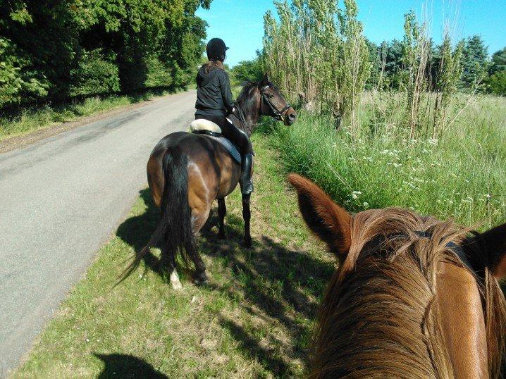 Dansk Varmblod Nygaards Michado billede 32