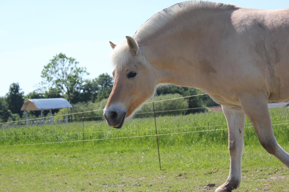 Fjordhest Freja |Den bedste <3| - Med den skønneste sommerpels - Sommer 2013 billede 5