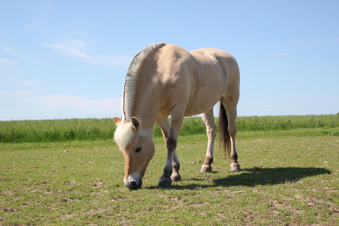 Fjordhest Freja |Den bedste <3| - Min aller smukkeste pony <3 - Sommer 2013 billede 4
