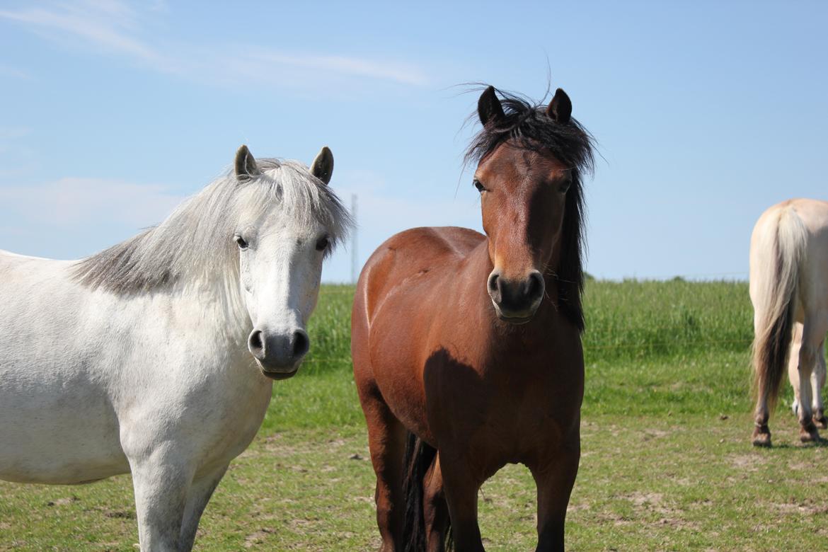 Welsh Mountain (sec A) Coco - Tille og Coco, mor og datter <3 - Sommer 2013 billede 6