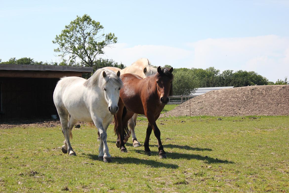 Welsh Mountain (sec A) Tequila - Mor og følle <3 - Sommer 2013 billede 5