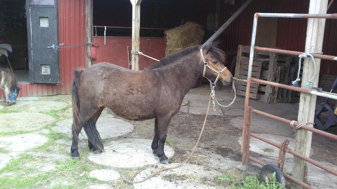 Shetlænder Søgårdens Prinsesse Fiona billede 19