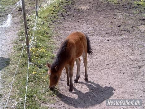 Shetlænder Søgårdens Prinsesse Fiona - Fiona som føl. Dengang hed hun Hermione. billede 20