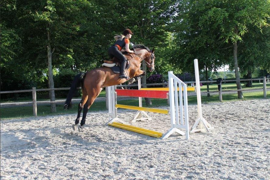 Dansk Varmblod Que tal "Solgt til USA" billede 11