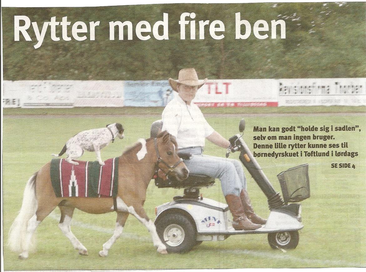 Hollandsk Miniature Eagel - Billed fra lokal ugeavis billede 14