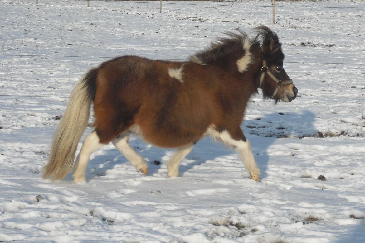 Hollandsk Miniature Eagel - Vinter 2013 selvom man er gravid kan man godt spasere billede 10