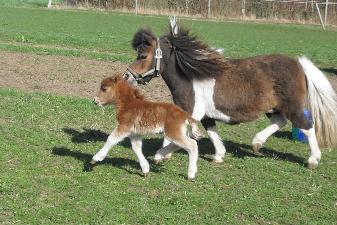 Hollandsk Miniature Eagel - Er vi ikke søde sammen
 billede 15